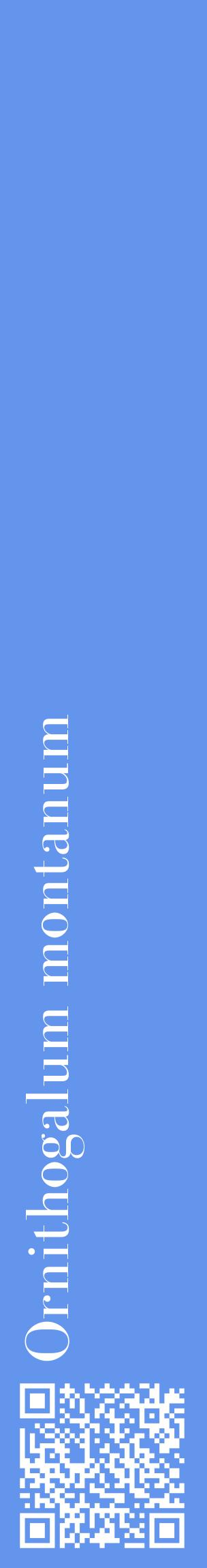 Étiquette de : Ornithogalum montanum - format c - style blanche4_basiquebod avec qrcode et comestibilité