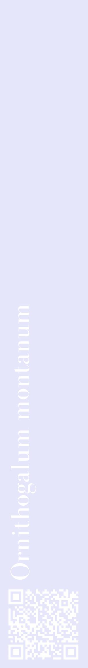 Étiquette de : Ornithogalum montanum - format c - style blanche55_basiquebod avec qrcode et comestibilité