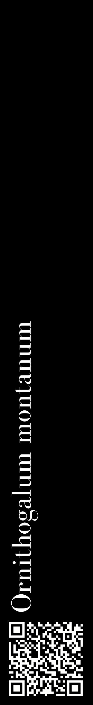 Étiquette de : Ornithogalum montanum - format c - style blanche59_basiquebod avec qrcode et comestibilité