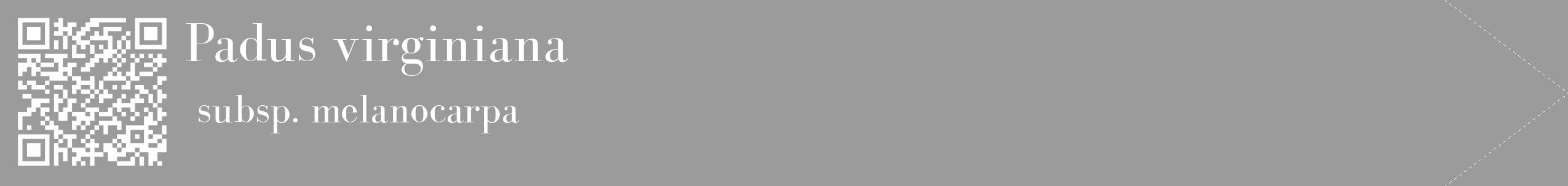 Étiquette de : Padus virginiana subsp. melanocarpa - format c - style blanche52_simple_simplebod avec qrcode et comestibilité