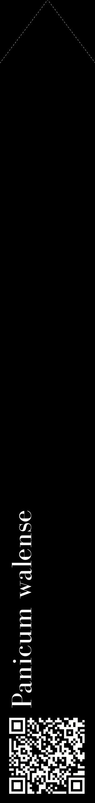 Étiquette de : Panicum walense - format c - style blanche59_simplebod avec qrcode et comestibilité