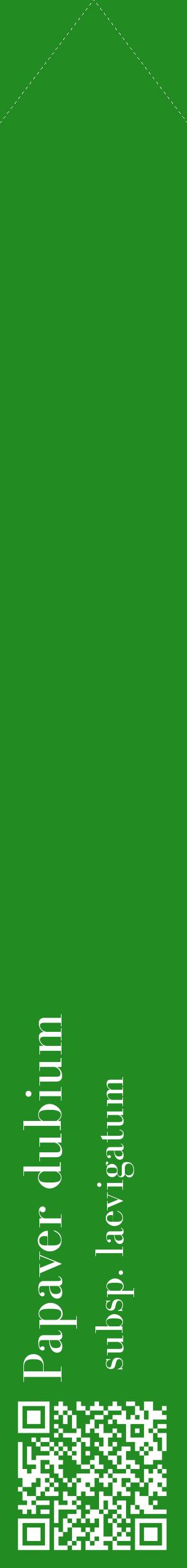 Étiquette de : Papaver dubium subsp. laevigatum - format c - style blanche10_simplebod avec qrcode et comestibilité