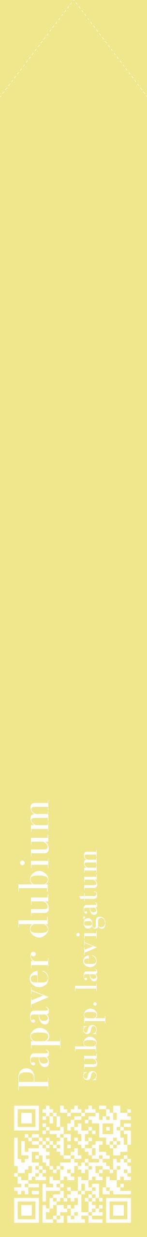 Étiquette de : Papaver dubium subsp. laevigatum - format c - style blanche20_simplebod avec qrcode et comestibilité