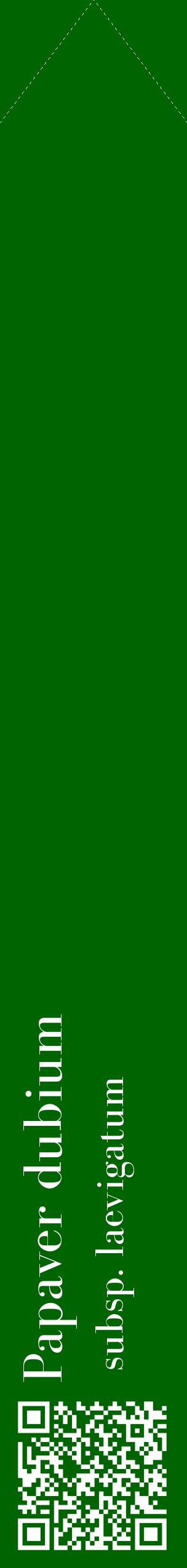 Étiquette de : Papaver dubium subsp. laevigatum - format c - style blanche8_simplebod avec qrcode et comestibilité