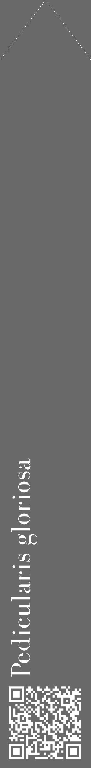 Étiquette de : Pedicularis gloriosa - format c - style blanche11_simple_simplebod avec qrcode et comestibilité - position verticale