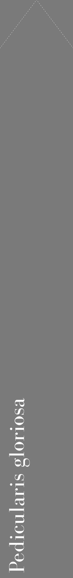 Étiquette de : Pedicularis gloriosa - format c - style blanche3_simple_simplebod avec comestibilité - position verticale