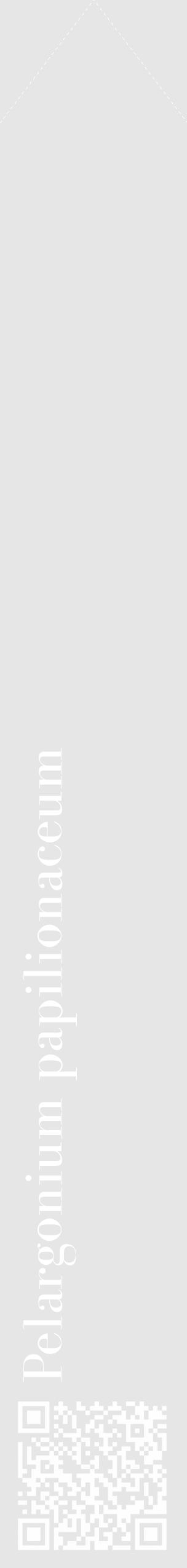 Étiquette de : Pelargonium papilionaceum - format c - style blanche18_simple_simplebod avec qrcode et comestibilité - position verticale