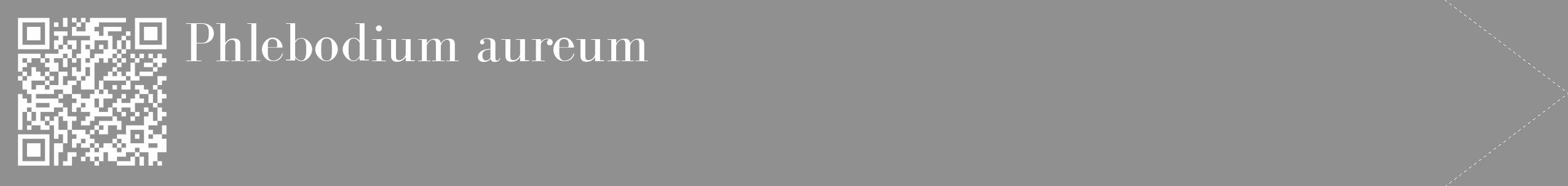 Étiquette de : Phlebodium aureum - format c - style blanche4_simple_simplebod avec qrcode et comestibilité