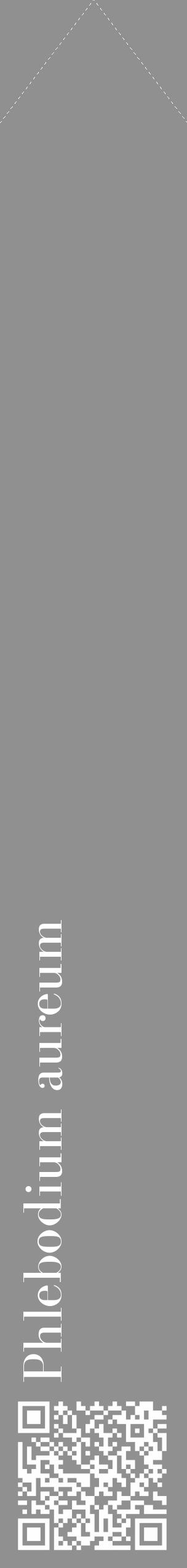 Étiquette de : Phlebodium aureum - format c - style blanche4_simple_simplebod avec qrcode et comestibilité - position verticale