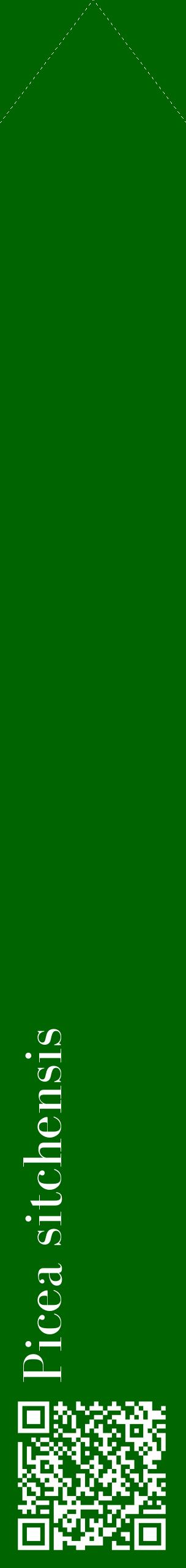 Étiquette de : Picea sitchensis - format c - style blanche8_simplebod avec qrcode et comestibilité