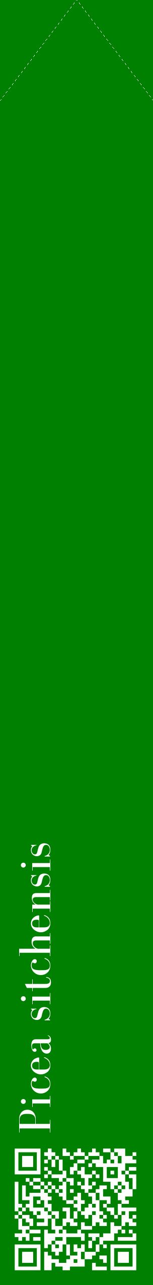 Étiquette de : Picea sitchensis - format c - style blanche9_simplebod avec qrcode et comestibilité