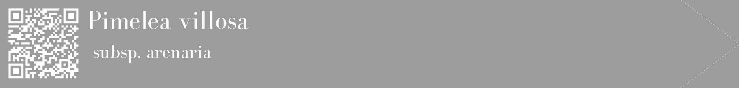 Étiquette de : Pimelea villosa subsp. arenaria - format c - style blanche52_simple_simplebod avec qrcode et comestibilité