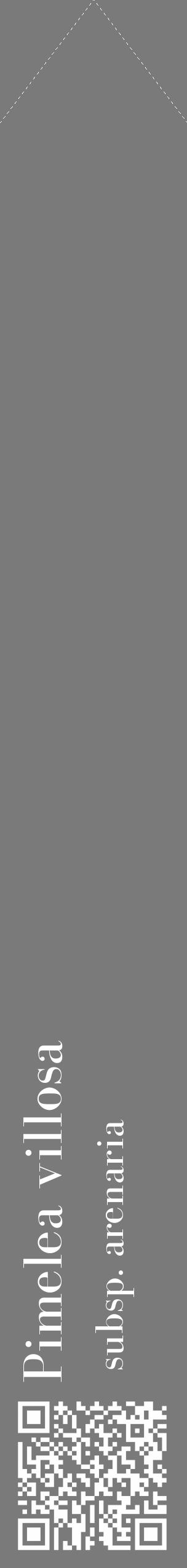 Étiquette de : Pimelea villosa subsp. arenaria - format c - style blanche3_simple_simplebod avec qrcode et comestibilité - position verticale