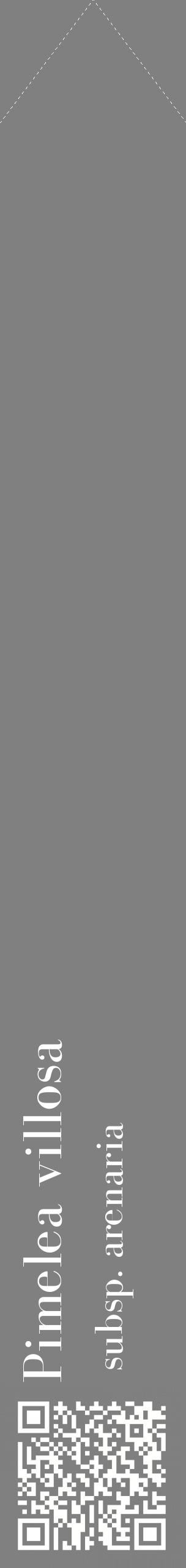Étiquette de : Pimelea villosa subsp. arenaria - format c - style blanche57_simplebod avec qrcode et comestibilité