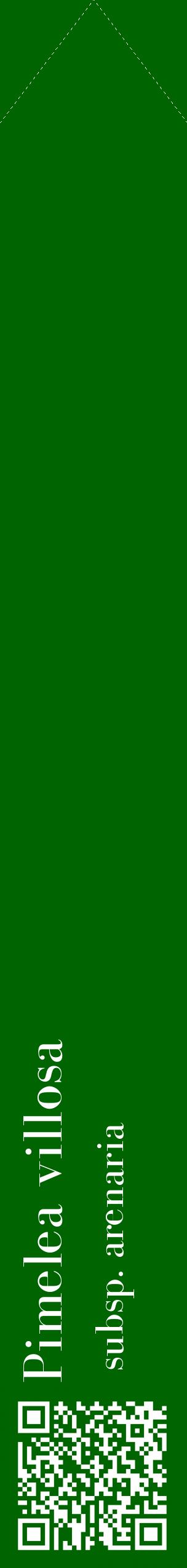 Étiquette de : Pimelea villosa subsp. arenaria - format c - style blanche8_simplebod avec qrcode et comestibilité