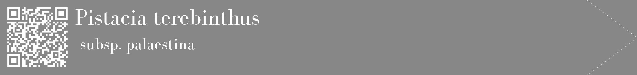 Étiquette de : Pistacia terebinthus subsp. palaestina - format c - style blanche12_simple_simplebod avec qrcode et comestibilité