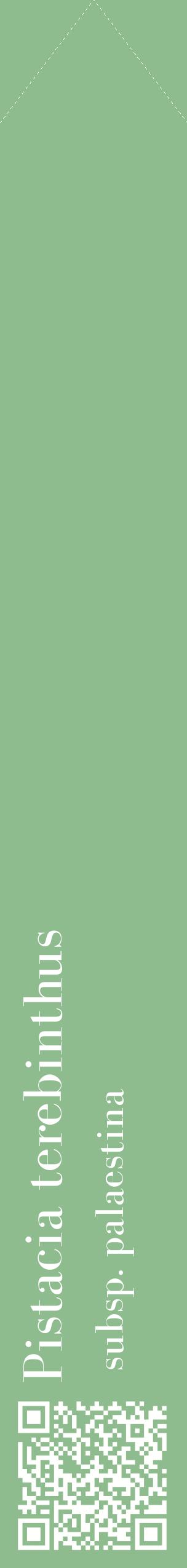 Étiquette de : Pistacia terebinthus subsp. palaestina - format c - style blanche13_simplebod avec qrcode et comestibilité