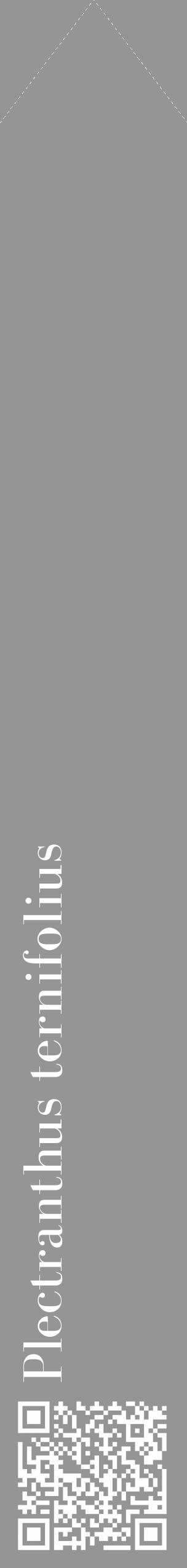 Étiquette de : Plectranthus ternifolius - format c - style blanche16_simple_simplebod avec qrcode et comestibilité - position verticale