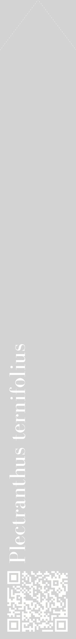 Étiquette de : Plectranthus ternifolius - format c - style blanche56_simplebod avec qrcode et comestibilité