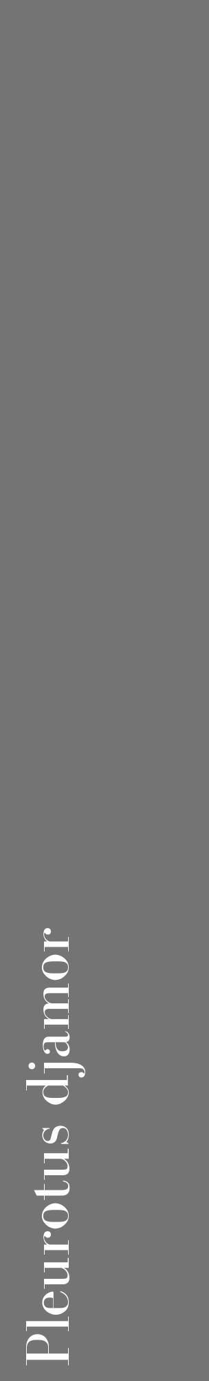 Étiquette de : Pleurotus djamor - format c - style blanche26_basique_basiquebod avec comestibilité - position verticale