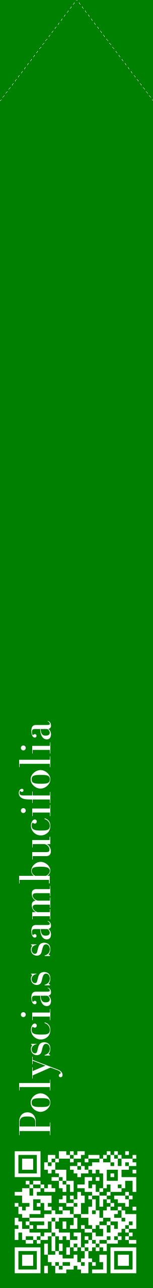 Étiquette de : Polyscias sambucifolia - format c - style blanche9_simple_simplebod avec qrcode et comestibilité - position verticale