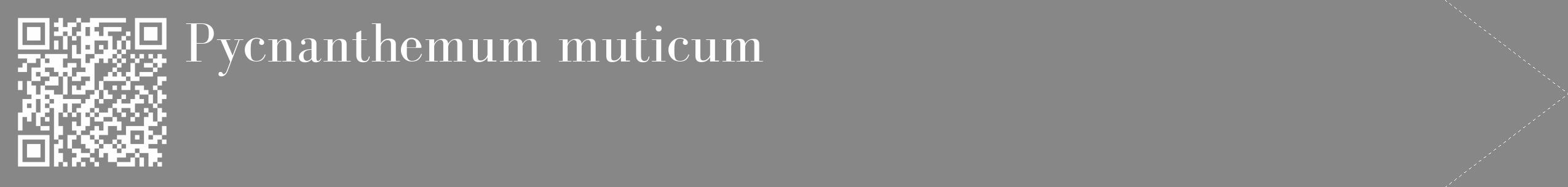 Étiquette de : Pycnanthemum muticum - format c - style blanche12_simple_simplebod avec qrcode et comestibilité