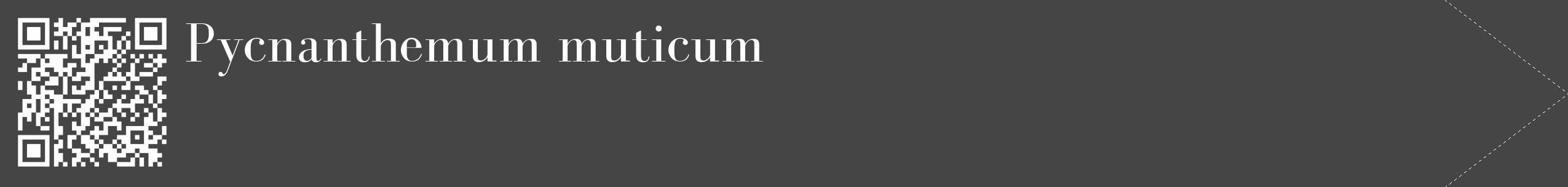 Étiquette de : Pycnanthemum muticum - format c - style blanche58_simple_simplebod avec qrcode et comestibilité