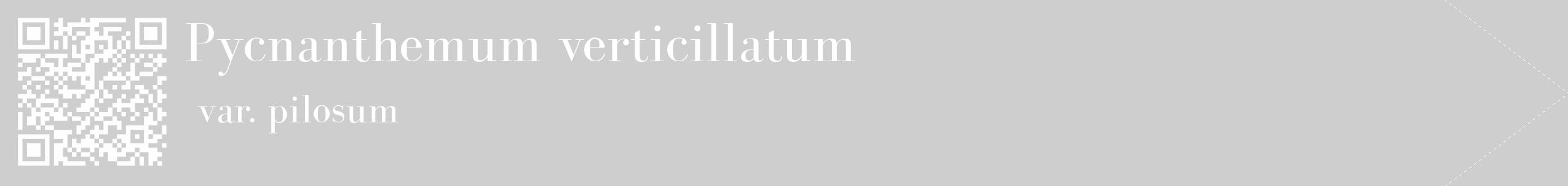 Étiquette de : Pycnanthemum verticillatum var. pilosum - format c - style blanche17_simple_simplebod avec qrcode et comestibilité