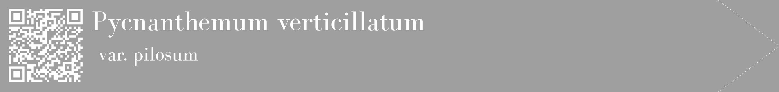 Étiquette de : Pycnanthemum verticillatum var. pilosum - format c - style blanche24_simple_simplebod avec qrcode et comestibilité