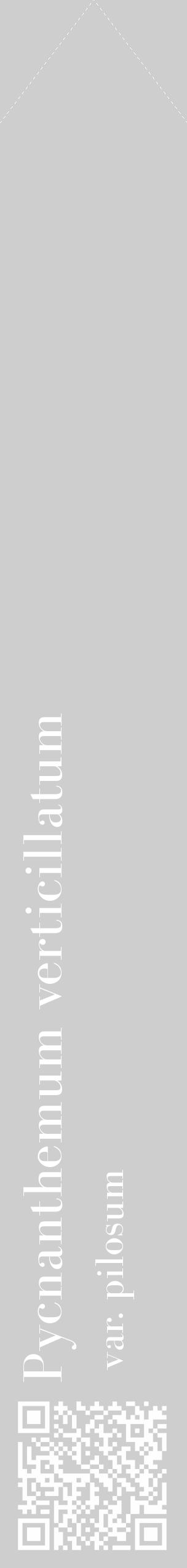 Étiquette de : Pycnanthemum verticillatum var. pilosum - format c - style blanche17_simple_simplebod avec qrcode et comestibilité - position verticale