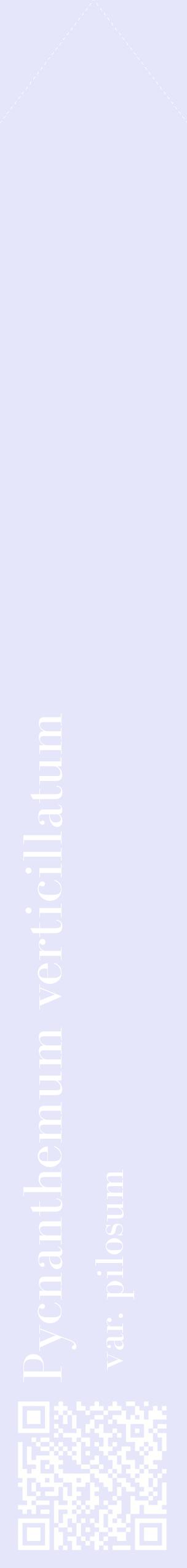 Étiquette de : Pycnanthemum verticillatum var. pilosum - format c - style blanche55_simplebod avec qrcode et comestibilité