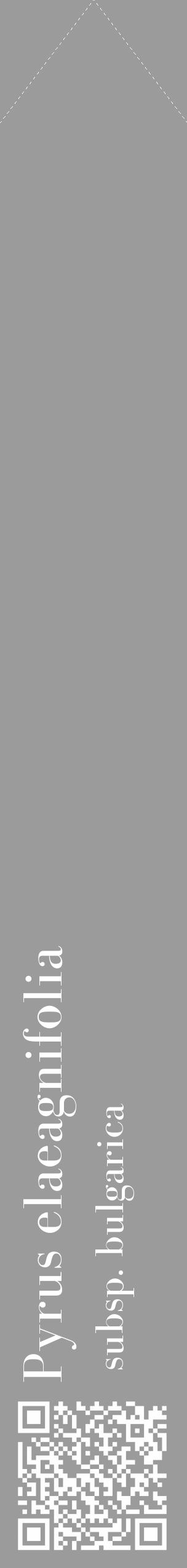 Étiquette de : Pyrus elaeagnifolia subsp. bulgarica - format c - style blanche52_simple_simplebod avec qrcode et comestibilité - position verticale