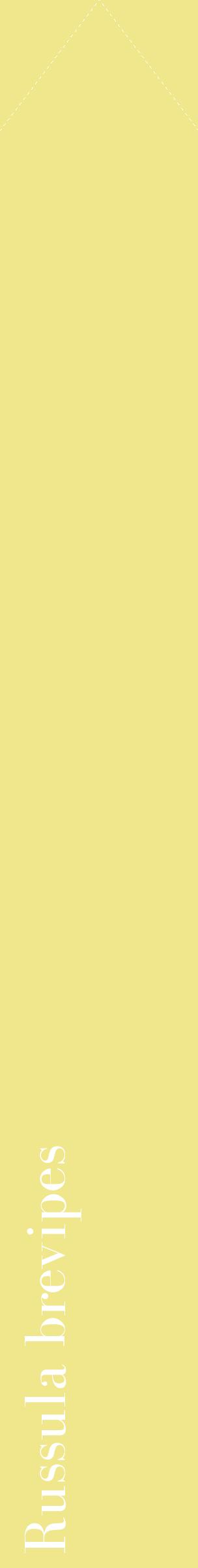 Étiquette de : Russula brevipes - format c - style blanche20_simplebod avec comestibilité