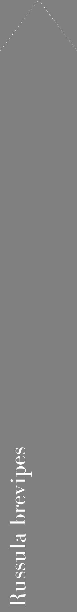 Étiquette de : Russula brevipes - format c - style blanche57_simplebod avec comestibilité
