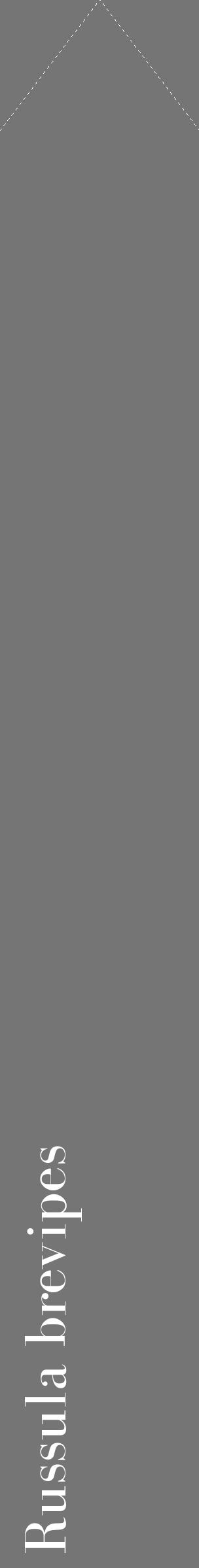 Étiquette de : Russula brevipes - format c - style blanche5_simple_simplebod avec comestibilité - position verticale
