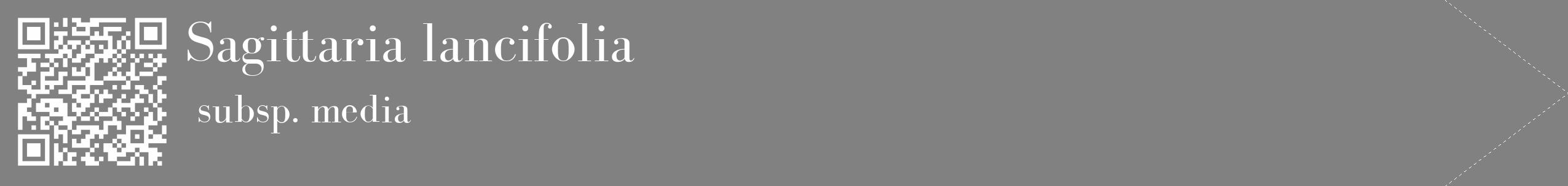 Étiquette de : Sagittaria lancifolia subsp. media - format c - style blanche50_simple_simplebod avec qrcode et comestibilité