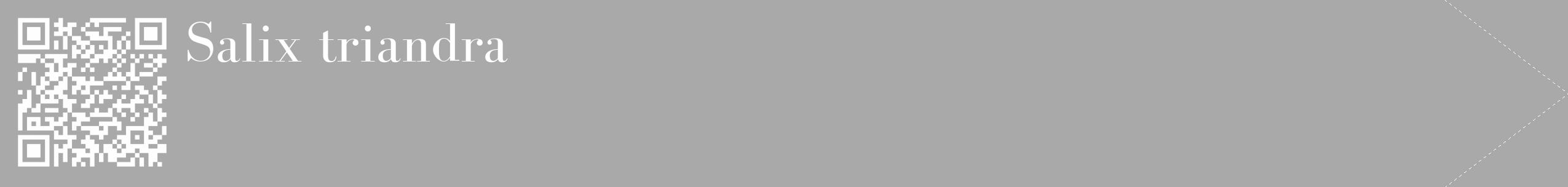 Étiquette de : Salix triandra - format c - style blanche13_simple_simplebod avec qrcode et comestibilité