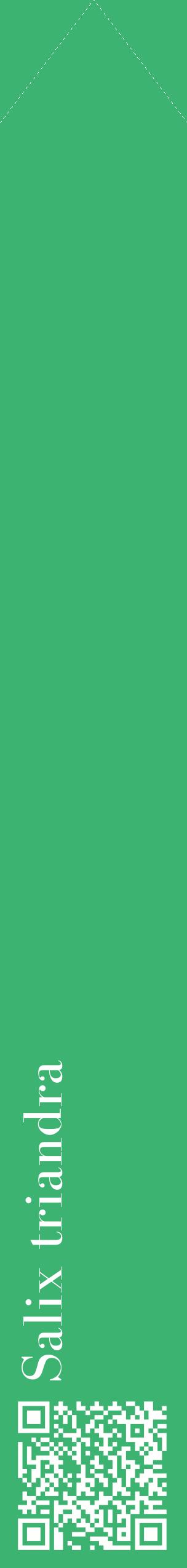 Étiquette de : Salix triandra - format c - style blanche12_simplebod avec qrcode et comestibilité