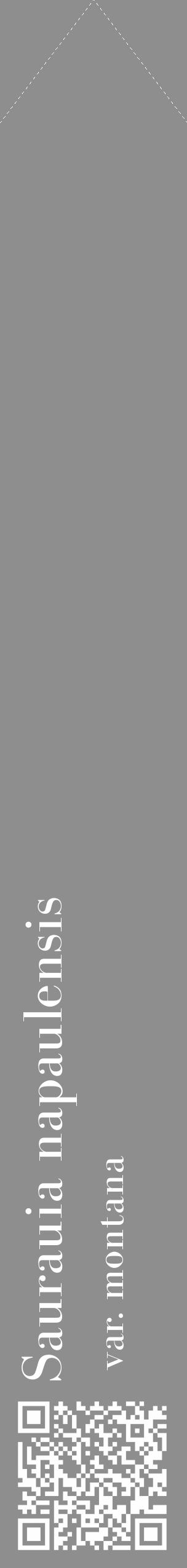 Étiquette de : Saurauia napaulensis var. montana - format c - style blanche25_simple_simplebod avec qrcode et comestibilité - position verticale