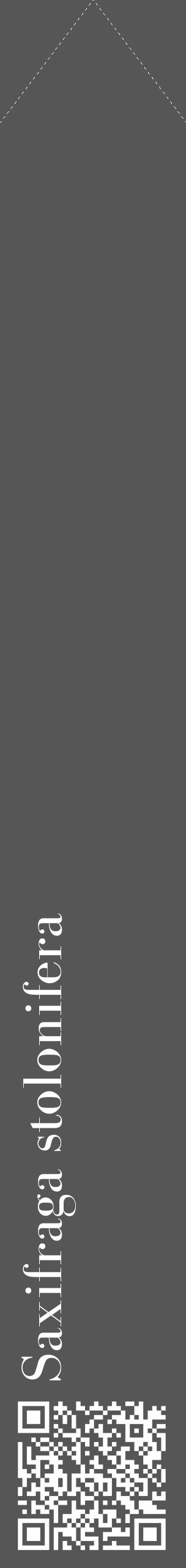 Étiquette de : Saxifraga stolonifera - format c - style blanche45_simple_simplebod avec qrcode et comestibilité - position verticale
