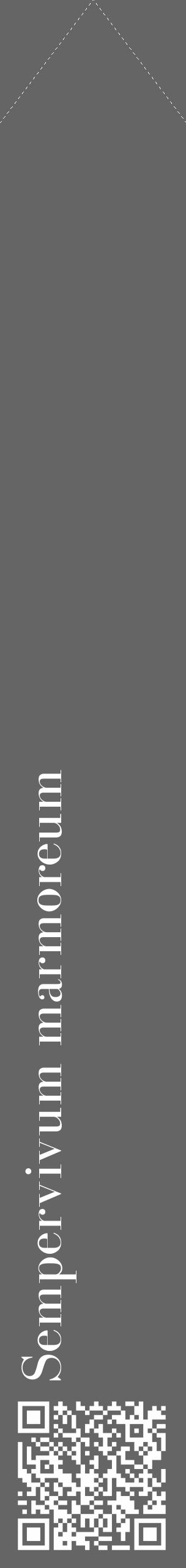 Étiquette de : Sempervivum marmoreum - format c - style blanche32_simple_simplebod avec qrcode et comestibilité - position verticale
