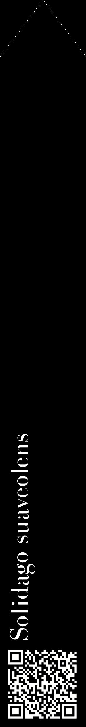 Étiquette de : Solidago suaveolens - format c - style blanche59_simplebod avec qrcode et comestibilité