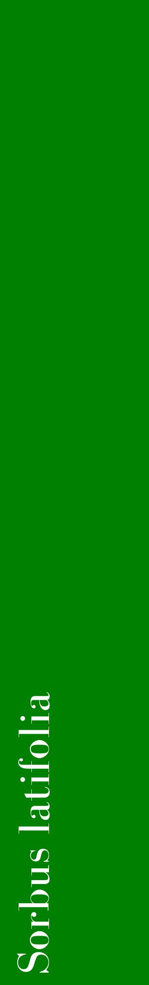 Étiquette de : Sorbus latifolia - format c - style blanche9_basiquebod avec comestibilité