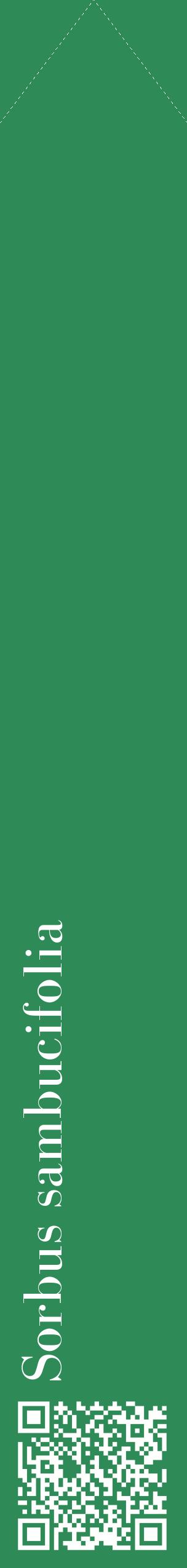 Étiquette de : Sorbus sambucifolia - format c - style blanche11_simplebod avec qrcode et comestibilité