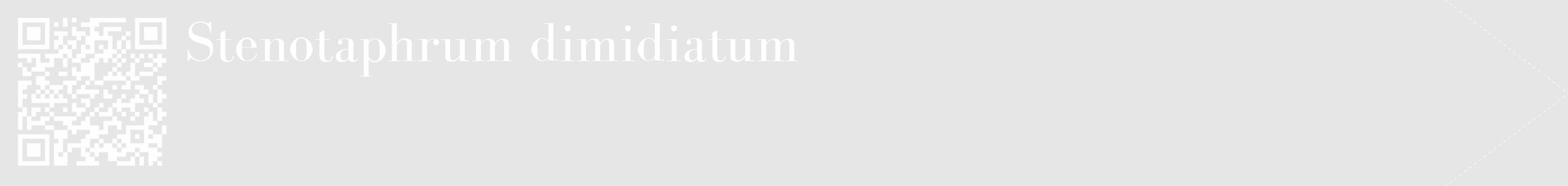 Étiquette de : Stenotaphrum dimidiatum - format c - style blanche18_simple_simplebod avec qrcode et comestibilité