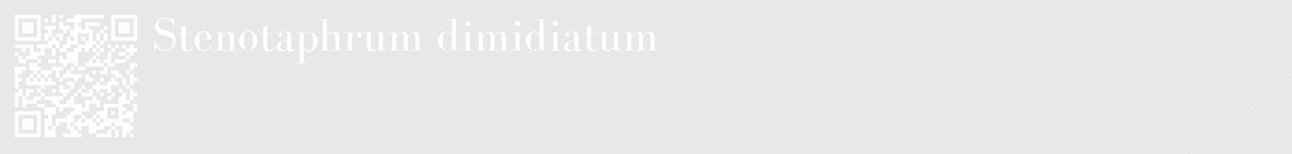 Étiquette de : Stenotaphrum dimidiatum - format c - style blanche55_simple_simplebod avec qrcode et comestibilité