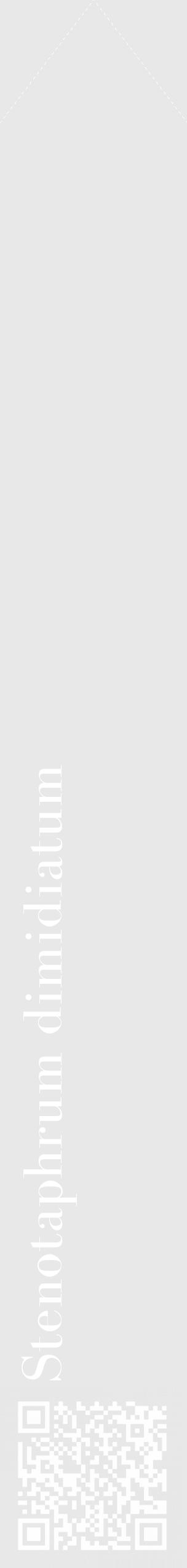 Étiquette de : Stenotaphrum dimidiatum - format c - style blanche55_simple_simplebod avec qrcode et comestibilité - position verticale