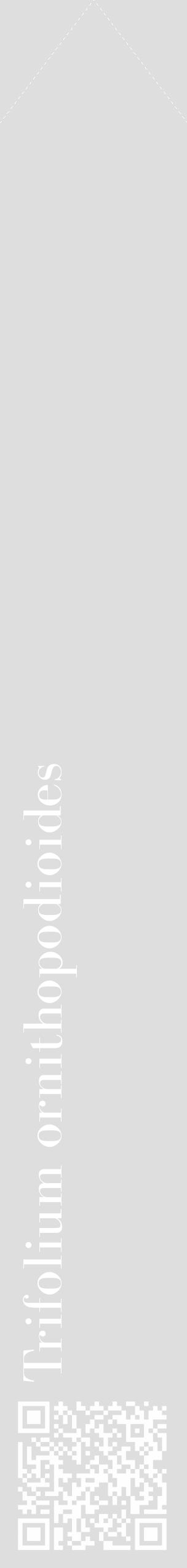Étiquette de : Trifolium ornithopodioides - format c - style blanche20_simple_simplebod avec qrcode et comestibilité - position verticale