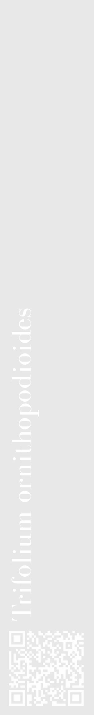 Étiquette de : Trifolium ornithopodioides - format c - style blanche55_basique_basiquebod avec qrcode et comestibilité - position verticale