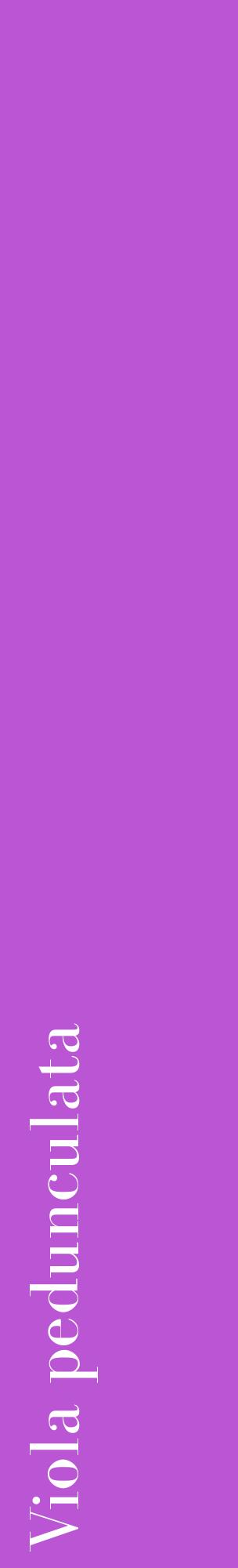 Étiquette de : Viola pedunculata - format c - style blanche50_basiquebod avec comestibilité